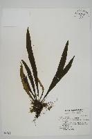 藏品(劍葉鐵角蕨、箭葉鐵角蕨)的圖片