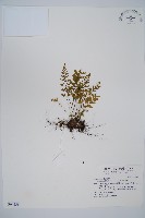 藏品(威氏鐵角蕨)的圖片