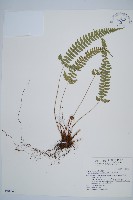 藏品(韓氏耳蕨)的圖片