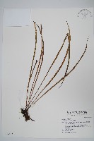 藏品(書帶蕨)的圖片