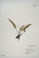 藏品(生芽鐵角蕨)的圖片