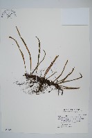 藏品(擬烏蘇里瓦葦)的圖片