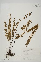 藏品(生芽鐵角蕨)的圖片