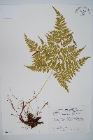 藏品(毛苞擬複葉耳蕨)的圖片