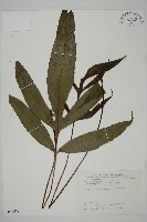 藏品(沙皮蕨)的圖片