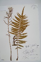 藏品(台灣瘤足蕨)的圖片