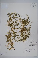 藏品(疏葉卷柏)的圖片