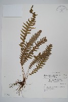 藏品(翅軸假金星蕨、短柄卵果蕨)的圖片