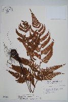 藏品(落鱗鱗毛蕨)的圖片