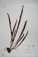 藏品(書帶蕨)的圖片