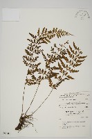 藏品(裂葉鐵角蕨)的圖片