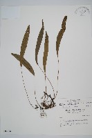 藏品(單葉雙蓋蕨)的圖片