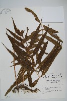 藏品(大線蕨)的圖片