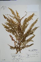 藏品(陵齒蕨、鱗始蕨)的圖片