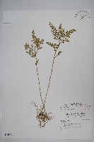 藏品(異葉卷柏)的圖片