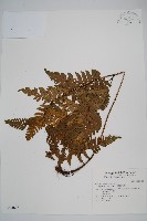 藏品(南海鱗毛蕨)的圖片