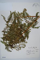 藏品(姬蕨)的圖片