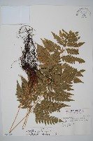 藏品(臺東鱗毛蕨)的圖片