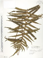 藏品(密毛毛蕨)的圖片