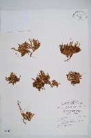 藏品(玉山石松)的圖片