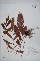 藏品(頂芽新月蕨)的圖片