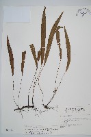 藏品(單葉雙蓋蕨)的圖片