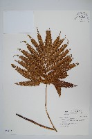 藏品(傅氏鳳尾蕨)的圖片