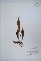 藏品(臺灣車前蕨)的圖片