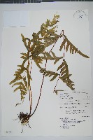 藏品(疏羽半邊旗)的圖片