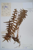 藏品(翅軸假金星蕨、短柄卵果蕨)的圖片