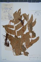 藏品(細齒貫眾蕨)的圖片