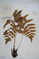 藏品(史氏鱗毛蕨)的圖片