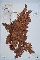 藏品(日本狗脊蕨)的圖片