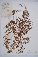 藏品(日本蹄蓋蕨)的圖片