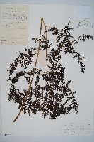 藏品(魚鱗蕨)的圖片