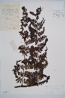 藏品(褐色短腸蕨)的圖片