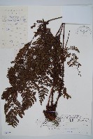 藏品(圓頭紅腺蕨)的圖片