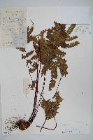 藏品(紫軸鳳尾蕨)的圖片