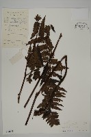 藏品(無苞蕨)的圖片