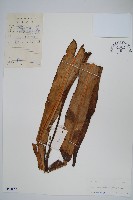 藏品(光石韋)的圖片