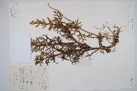 藏品(燈龍草)的圖片