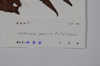 藏品(日本狗脊蕨)的圖片