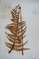 藏品(密毛蕨、巒大蕨)的圖片