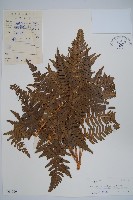 藏品(蕨)的圖片