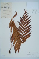 藏品(烏毛蕨)的圖片