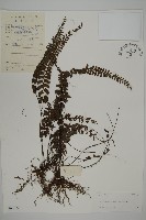 藏品(鞭葉鐵線蕨)的圖片