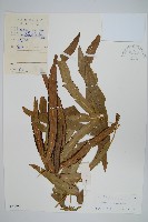 藏品(掌葉海金沙)的圖片