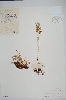 藏品(網脈鱗始蕨)的圖片