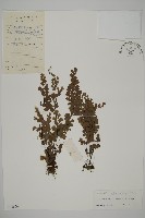 藏品(鐵線蕨)的圖片