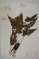 藏品(屏東擬肋毛蕨)的圖片